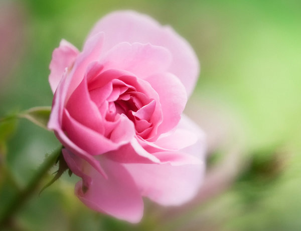 Spruchkarte - rosa Rose