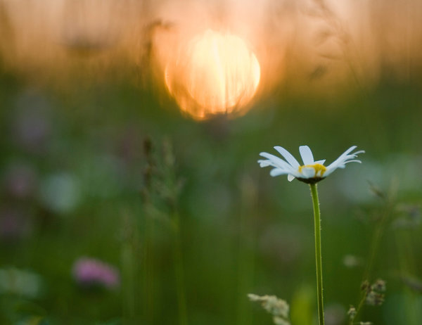 Trauerkarte mit Spruch - Sonnenuntergang in der Blumenwiese