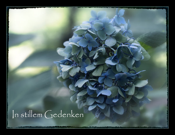 Trauerkarte mit Spruch - blauer Hortensie
